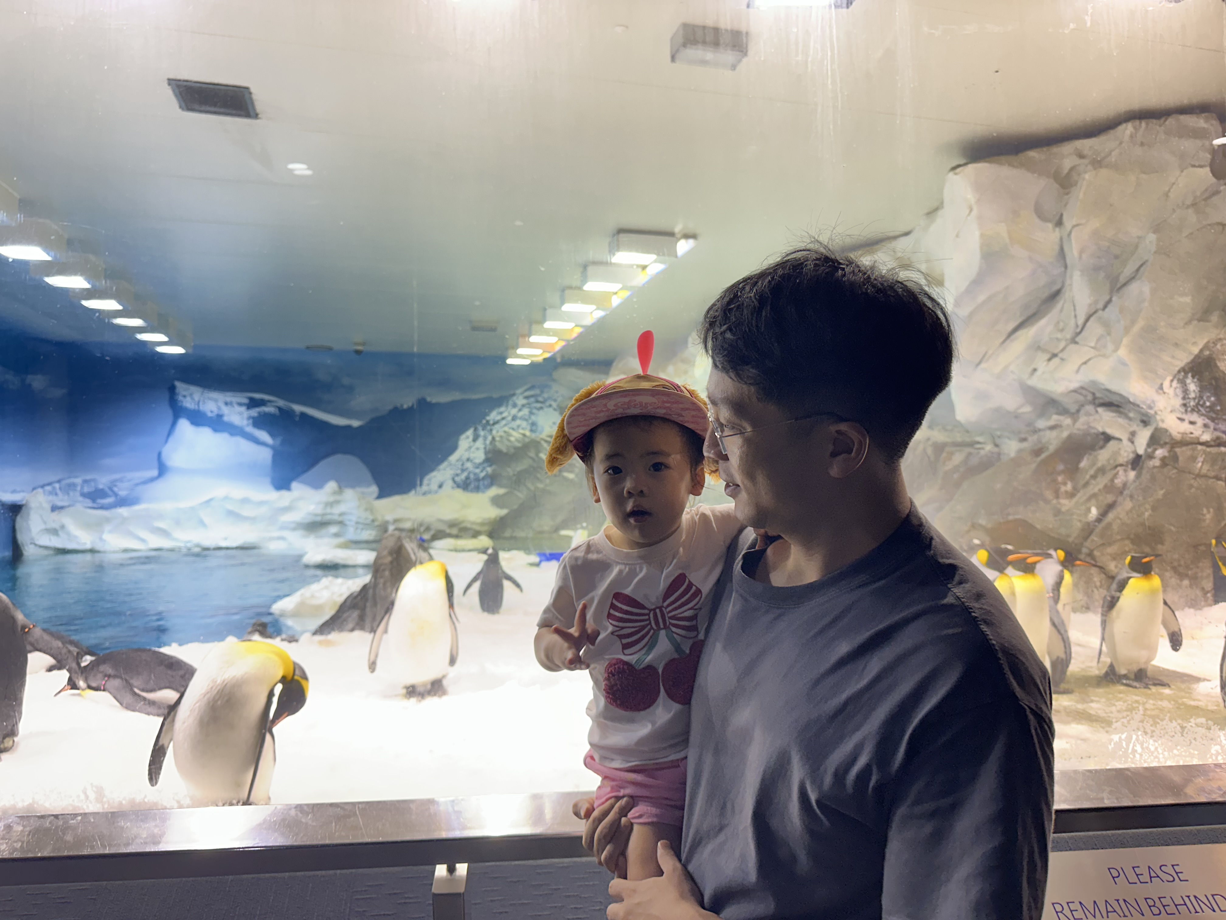 看企鹅